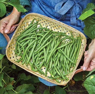 0070_20260111_1230_Deperado Bush Bean.jpg